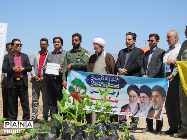 آیین "درخت سرو ایران" در شهرستان خلیل آباد 