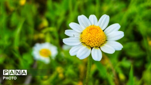 طبیعت زیبای همدان در قاب دوربین