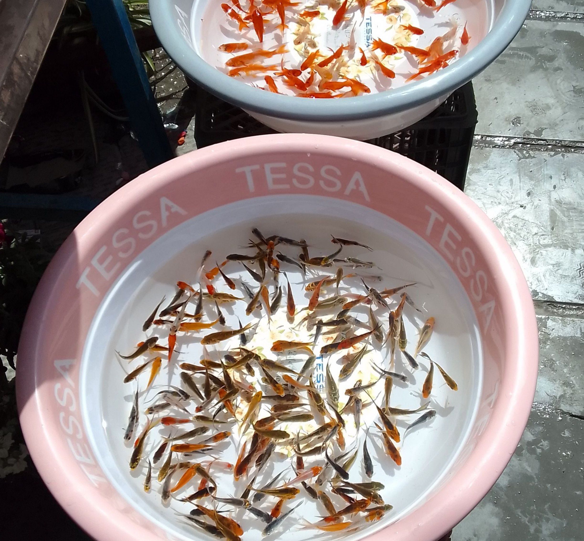 جاذبه‌های دیدنی شهرکرد برای عید نوروز