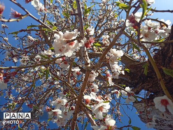 بهار با عطر شکوفه‌ها، دفتری از زندگی تازه می‌گشاید