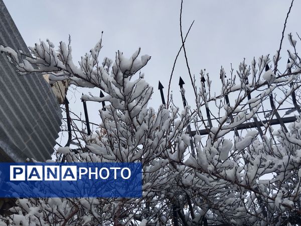 بارش دل‌انگیز برف‌ در اولین روزهای بهمن ماه