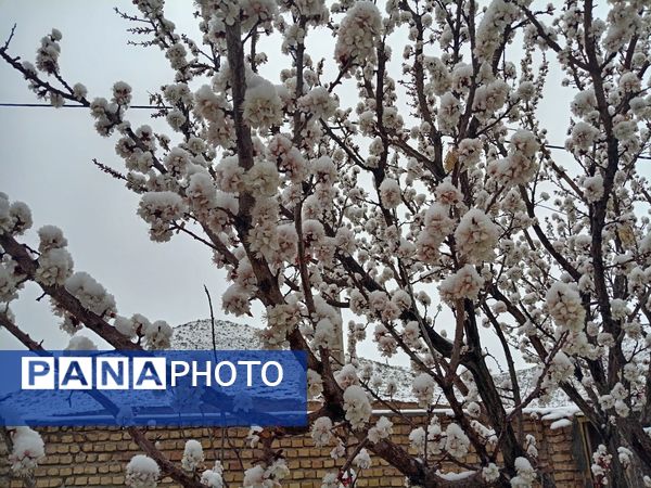 بارش برف بهاری در کوهسرخ