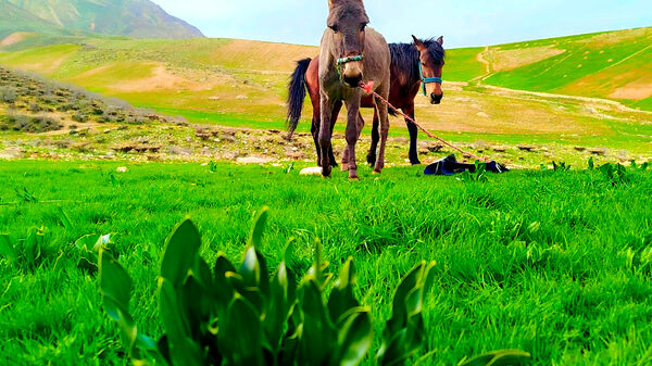 طبیعت بهاری، فرصتی برای سرزندگی روح 