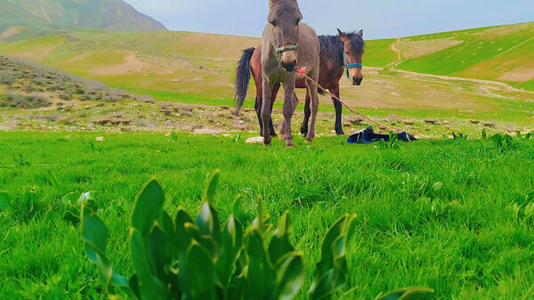طبیعت بهاری، فرصتی برای سرزندگی روح 