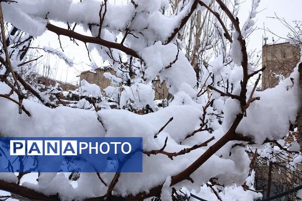آلبوم تصویری از برف در طبیعت شهر بار 