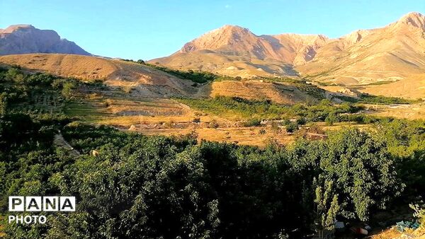 برداشت گیلاس از باغات و تصاویر زیبا از طبیعت سرسبز شهربار 