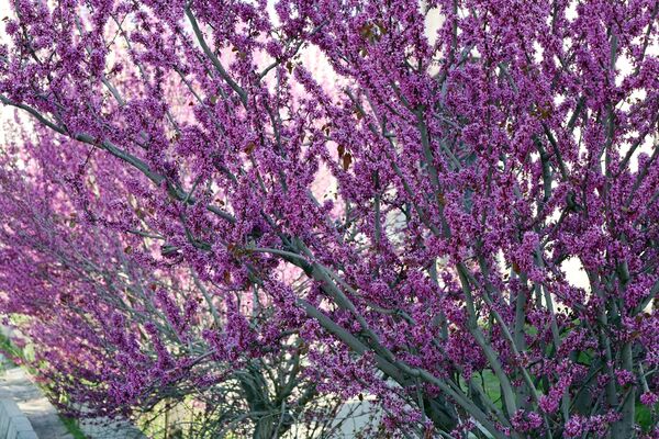 ارومیه شهر رویایی