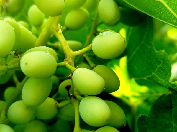 گزکوه، قطب انگور خراسان شمالی 