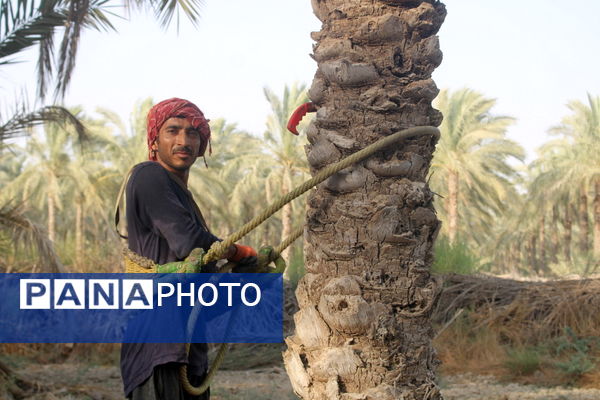 برداشت خرما در منطقه آبپخش