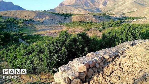برداشت گیلاس از باغات و تصاویر زیبا از طبیعت سرسبز شهربار 