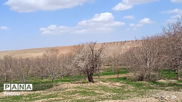 رویش شکوفه های امید در فصل بهار روستای برزنون 