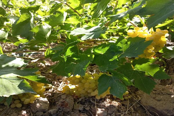 آغاز فصل برداشت انگور از باغات روستای گزکوه فاروج