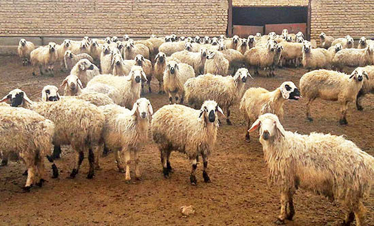 عرضه دام زنده با قیمت کیلویی ۳۴۰ هزار تومان در ماه محرم