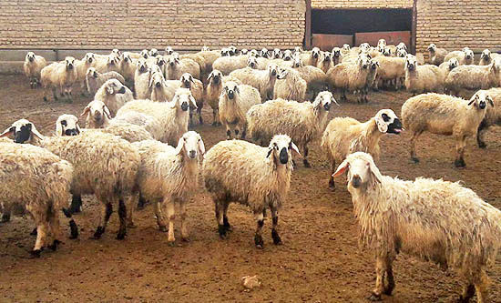 کاهش ۵۰ هزار تومانی قیمت دام زنده سبک نسبت به سال گذشته