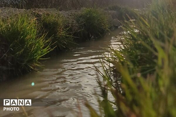 اولین شکوفه های بهاری در شهر بار نیشابور