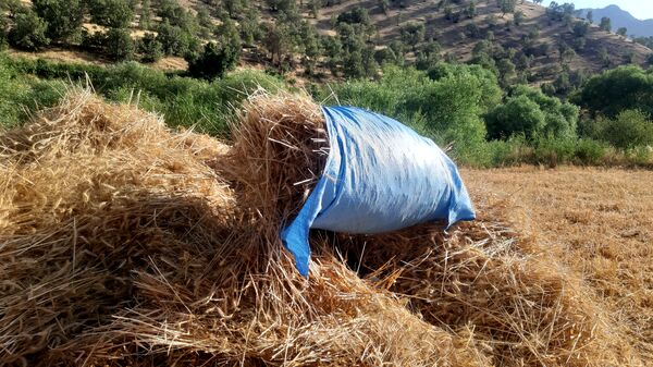 برداشت گندم در روستای بیدله