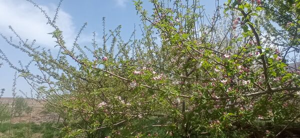 طبیعت بی نظیر روستا سربالا بهترین گزینه برای طبیعتگردی در فصل بهار