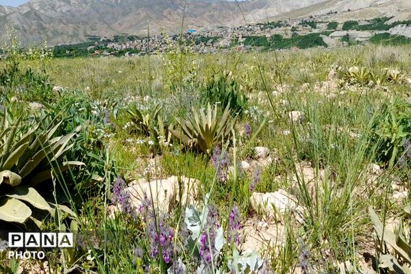 کوه های شهر بار ذخیره‌گاه گیاهان ارزشمند و کم نظیر دارویی 