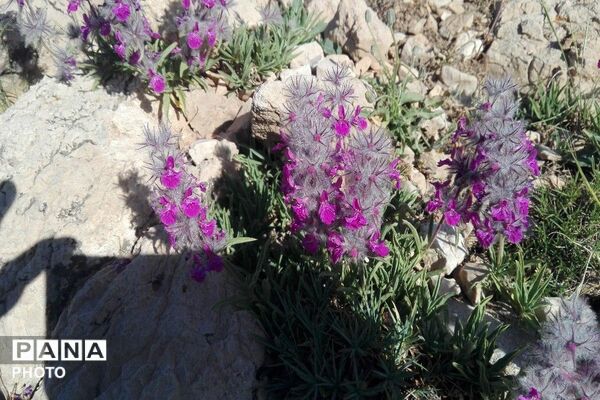 ارتفاعات شهر بار ذخیره‌گاه گیاهان دارویی کمیاب-۲