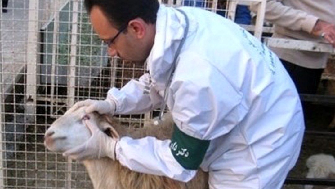 فعالیت ۹ اکیپ نظارتی دامپزشکی در عید قربان
