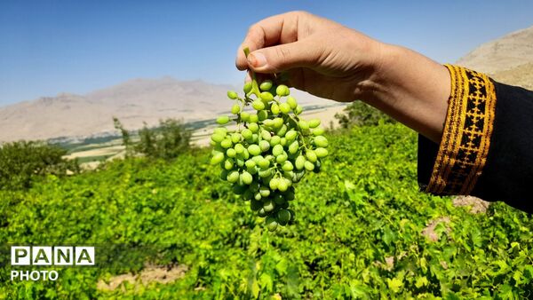 فصل «غوره‌چینی» در دستناء