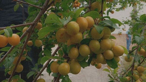 جلوه‌هایی از طبیعت تابستانی خلجستان و جعفرآباد قم