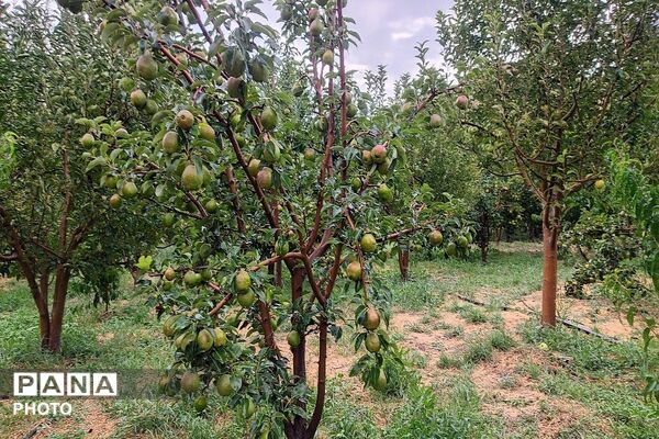 بارش غیر منتظره باران در تابستان ۱۴۰۵شهر بار نیشابور