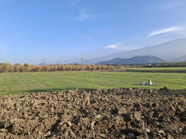 جنگل‌های هیرکانی کردکوی