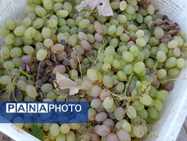 خسارت چند میلیارد تومانی چاه‌های موتور به باغات انگور