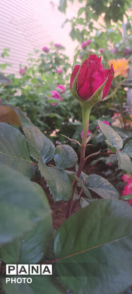 گل‌های زیبای بهاری