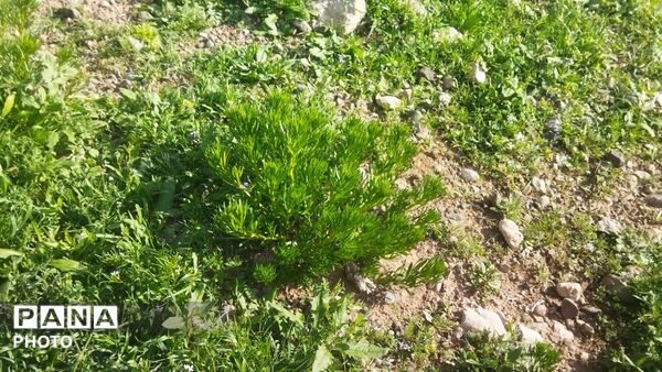 کوه های گچین میزبان بهار شدند 