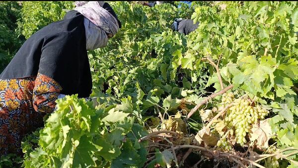 برداشت ۳۰ هزار تن انگور از تاکستان‌های ترشیز