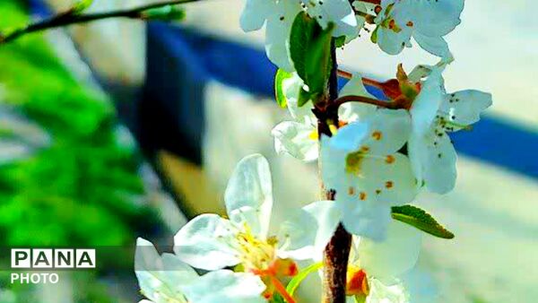 قلعه‌تک در اردیبهشت؛ جادوی باران و شکوفه