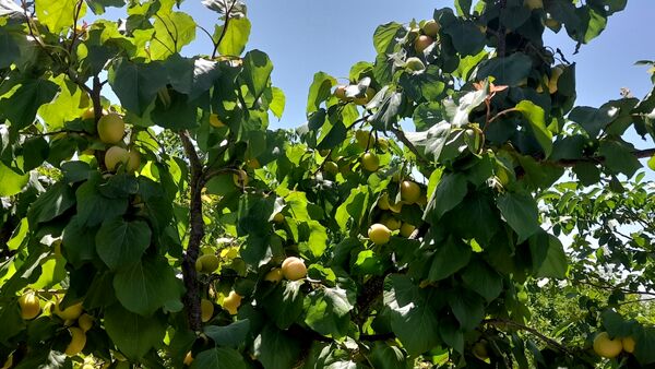 میوه‌های خوش‌رنگ و لعاب بهاری در روستای مارکده