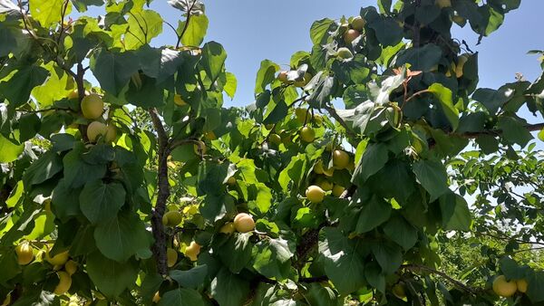میوه‌های خوش‌رنگ و لعاب بهاری در روستای مارکده