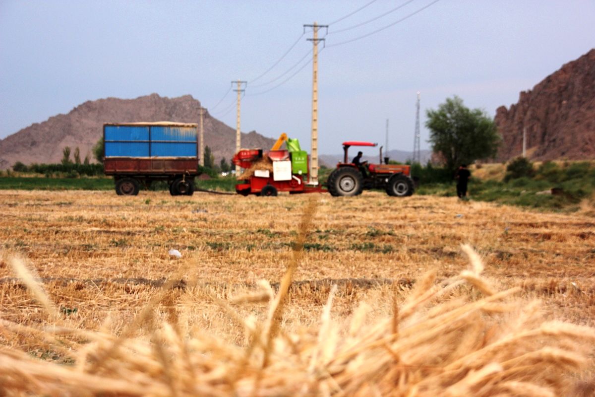 ۷۴ درصد مطالبات گندمکاران پرداخت شد