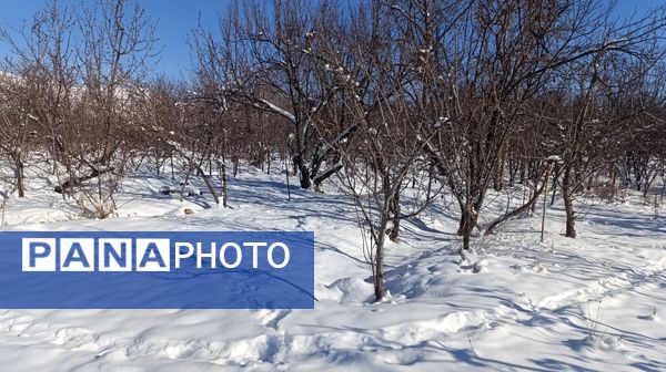 منظره زیبای برف پاییزی در باغات شهرستان نیشابور 