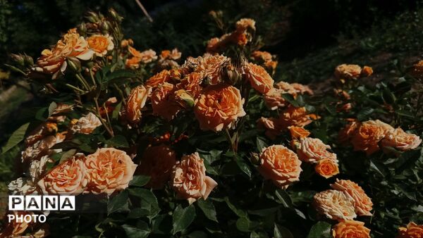 زمین سبز،زندگی سبز
