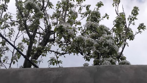 گل‌ها و درختان در شکوفایی