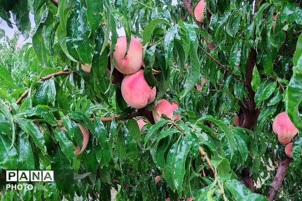 بارش غیر منتظره باران در تابستان ۱۴۰۵شهر بار نیشابور