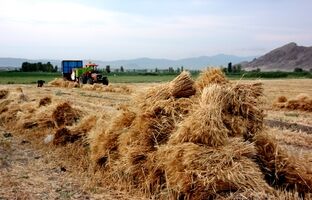 تامین امنیت غذایی ایران در شرایط جنگی، به لطف ذخایر راهبردی و تولید ۱۴ میلیون تنی گندم