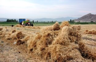 تامین امنیت غذایی ایران در شرایط جنگی، به لطف ذخایر راهبردی و تولید ۱۴ میلیون تنی گندم