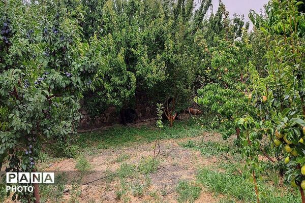 بارش غیر منتظره باران در تابستان ۱۴۰۵شهر بار نیشابور