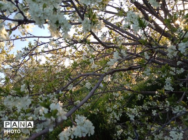 رویش شکوفه ها در روستای فرخ آباد