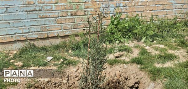  کاشت نهال ‌به یاد رهبر شهید و دانش آموزان میناب