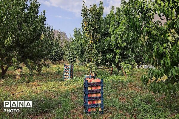 بارش غیر منتظره باران در تابستان ۱۴۰۵شهر بار نیشابور