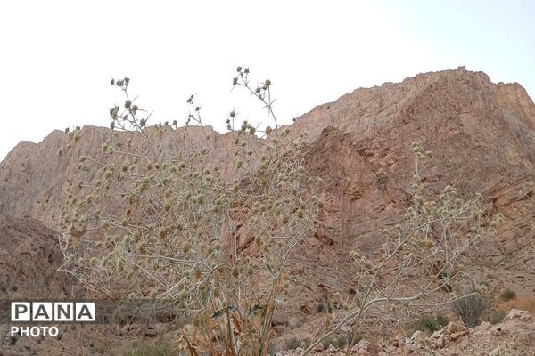 ارتفاعات شهر بار ذخیره‌گاه گیاهان دارویی کمیاب-۱