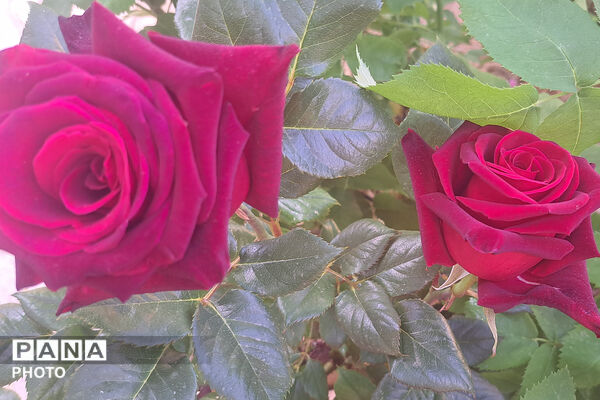 گل‌های زیبای بهاری