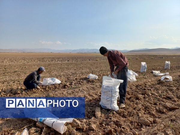 برداشت محصول سیب زمینی در روستای داغیان