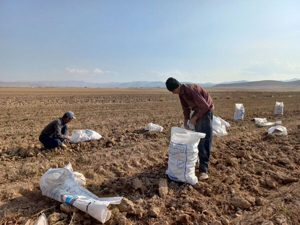 برداشت محصول سیب زمینی در روستای داغیان